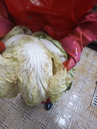 보녕님의 농사, 무엇이든 물어보세요! · 참여글 작성글 사진