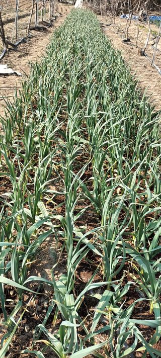 최윤희님의 마늘 웃거름 주셨나요? · 참여글 작성글 사진