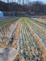 팜모닝 자유주제·자유게시판 게시글 이미지