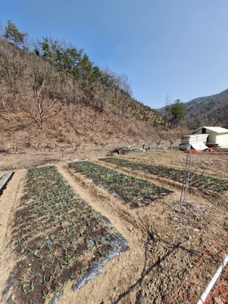 낙엽교목류21691님의 마늘 웃거름 주셨나요? · 참여글 작성글 사진
