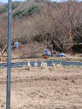 향양농장 사랑합니다님의 감자·자유게시판 작성글 사진