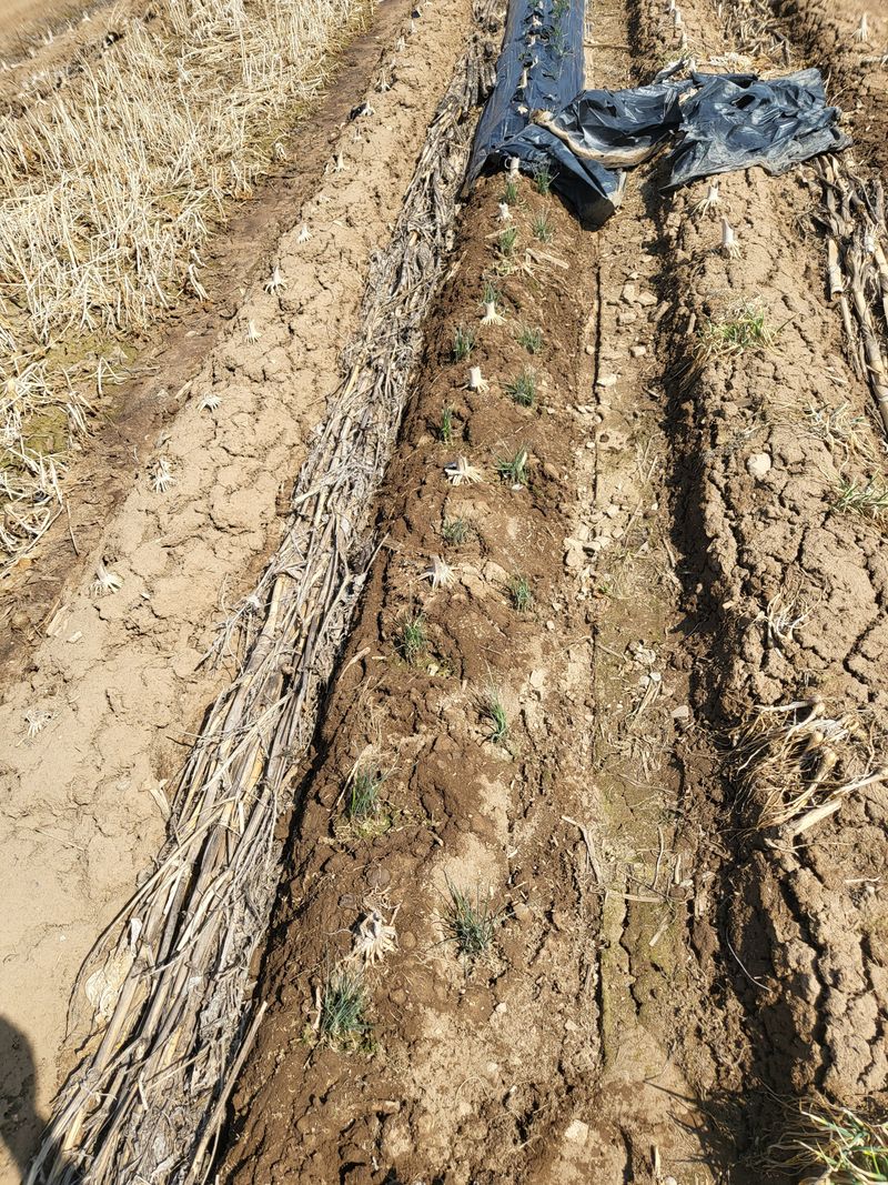 장터 상품 [평창달래팔아요ㅡ] 썸네일