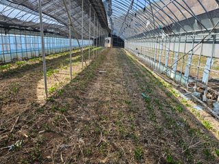 전봉우(채미농원)님의 자유주제 · 자유게시판 작성글 사진