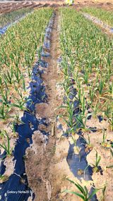 팜모닝 마늘 웃거름 주셨나요?·참여글 게시글 이미지