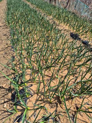 옥천서화농님의 자유주제 · 자유게시판 작성글 사진