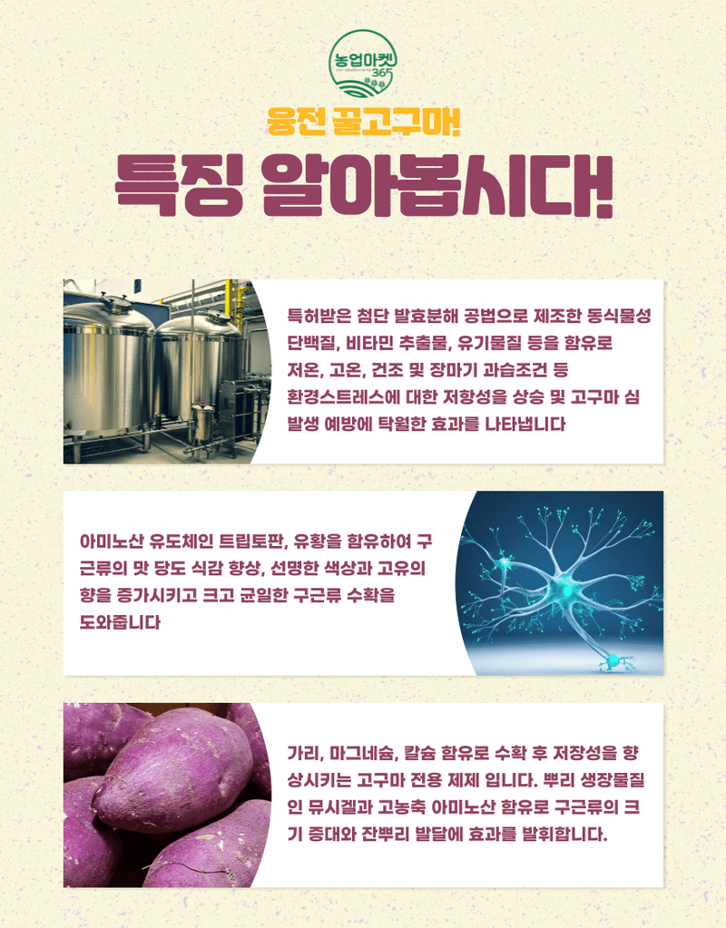 농업마켓365님의 장터 판매 상품 [농업마켓365 융전 꿀고구마 입제 1kg 비료 황 아미노산 구근 크기 맛 당도 색상 가리 마그네슘 칼슘 기비 밑거름] 첨부 사진