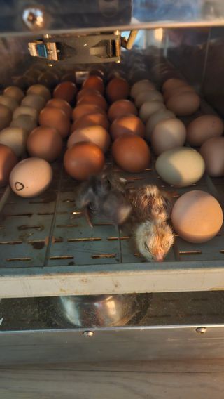 이순정님의 자유주제 · 자유게시판 작성글 사진