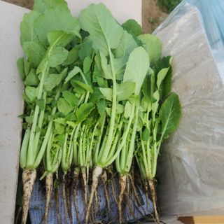 빨간장화농장 김숙자님의 작성글 사진