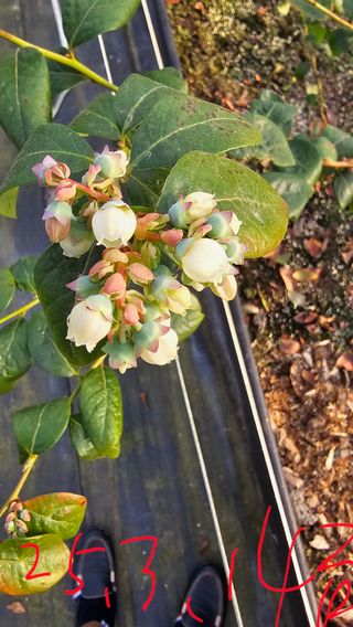 블루베리.엄가네농장님의 자유주제 · 자유게시판 작성글 사진