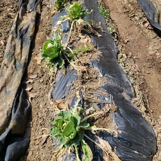 오케바리(옥경종)님의 농사, 무엇이든 물어보세요! · 참여글 작성글 사진