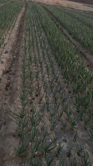 조용욱 용강농원님의 마늘 웃거름 주셨나요? · 참여글 작성글 사진