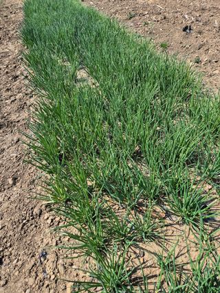 옥천서화농님의 자유주제 · 자유게시판 작성글 사진