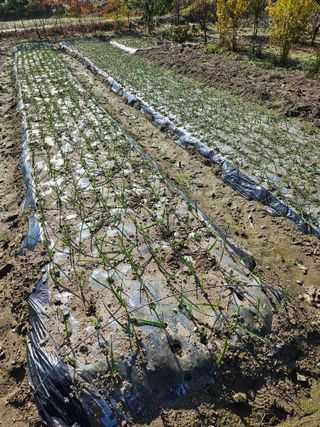 금산농장초보님의 마늘 웃거름 주셨나요? · 참여글 작성글 사진