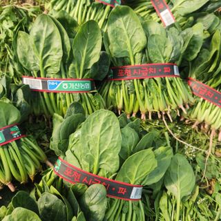 빨간장화농장 김숙자님의 작성글 사진