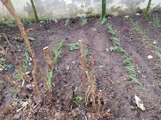 이현상홍길동건강즙님의 자유주제 · 자유게시판 작성글 사진