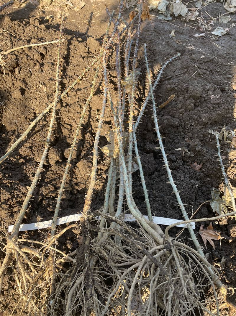 엄나무님의 장터 판매 상품 [노지 가시 엄나무 묘목팝니다. (10주)] 첨부 사진