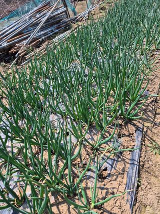 옥천서화농님의 자유주제 · 자유게시판 작성글 사진