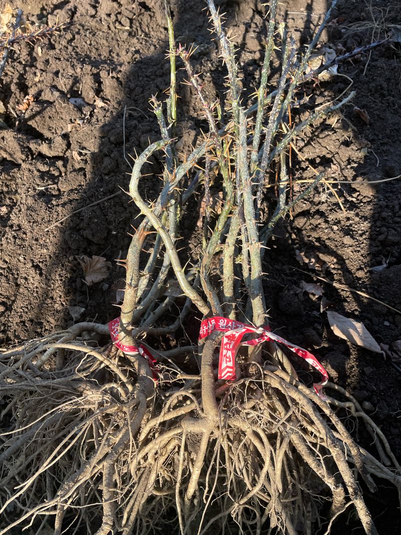 엄나무님의 장터 판매 상품 [노지 가시 엄나무 묘목팝니다. (10주)] 첨부 사진