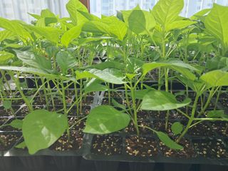 금적산신령님의 농사, 무엇이든 물어보세요! · 참여글 작성글 사진