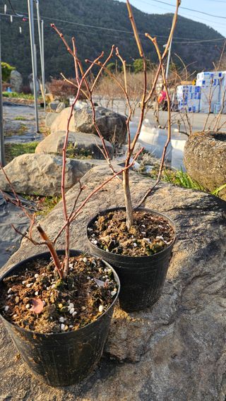 블루베리.엄가네농장님의 자유주제 · 자유게시판 작성글 사진