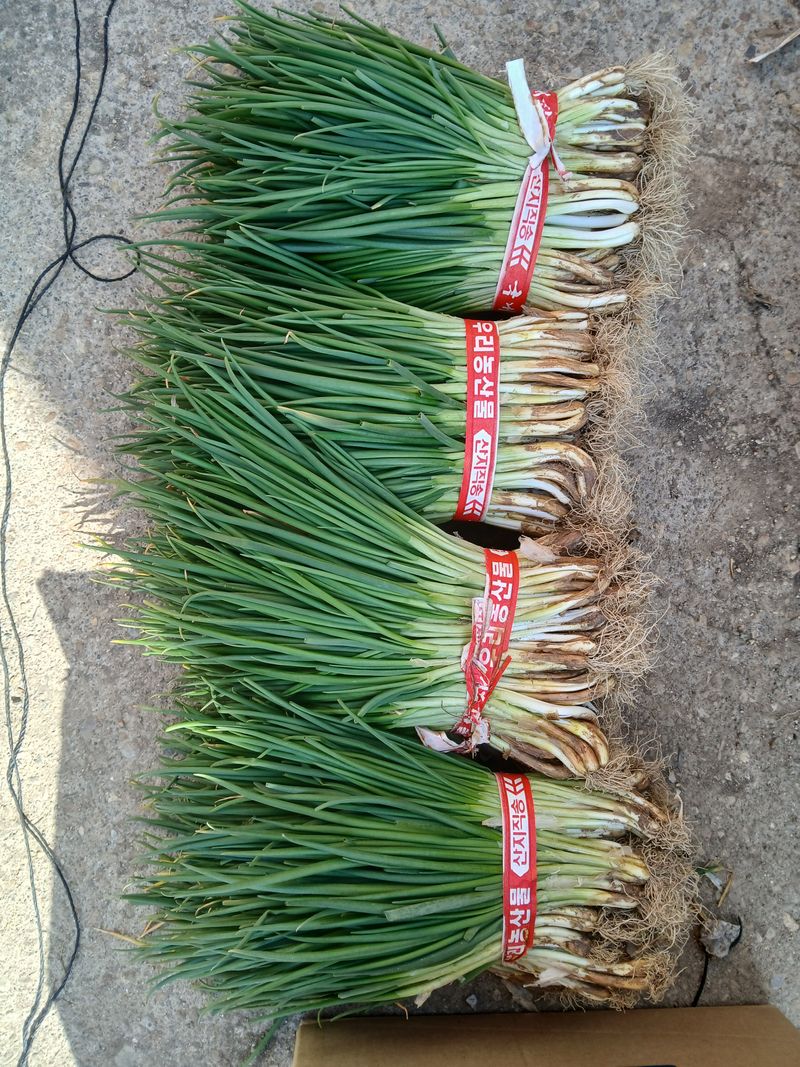 김상선님의 장터 판매 상품 [노지쪽파 1kg] 첨부 사진