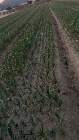 조용욱 용강농원님의 마늘 웃거름 주셨나요? · 참여글 작성글 사진