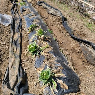 오케바리(옥경종)님의 농사, 무엇이든 물어보세요! · 참여글 작성글 사진