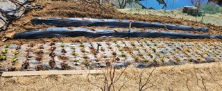 동동이님의 자유주제 · 자유게시판 작성글 사진