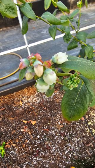 블루베리.엄가네농장님의 자유주제 · 자유게시판 작성글 사진