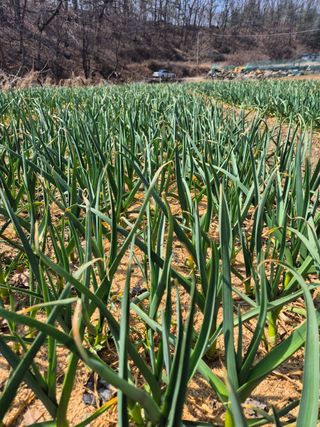옥천서화농님의 자유주제 · 자유게시판 작성글 사진