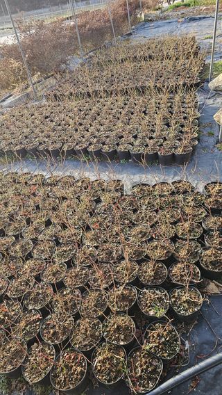 블루베리.엄가네농장님의 자유주제 · 자유게시판 작성글 사진