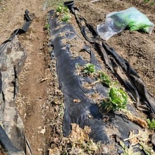 오케바리(옥경종)님의 농사, 무엇이든 물어보세요! · 참여글 작성글 사진