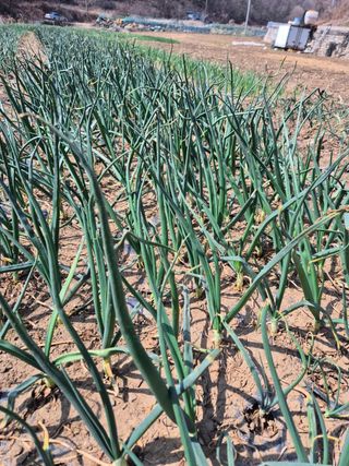 옥천서화농님의 자유주제 · 자유게시판 작성글 사진