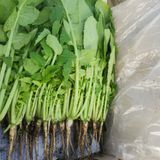 팜모닝 · 게시글 이미지