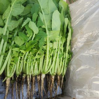 빨간장화농장 김숙자님의 작성글 사진