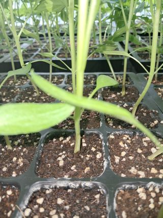 금적산신령님의 농사, 무엇이든 물어보세요! · 참여글 작성글 사진