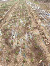 팜모닝 마늘 웃거름 주셨나요?·참여글 게시글 이미지