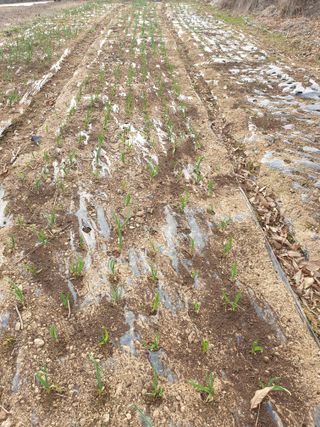 황강순님의 마늘 웃거름 주셨나요? · 참여글 작성글 사진