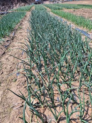 옥천서화농님의 자유주제 · 자유게시판 작성글 사진