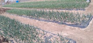 주말농장 11463님의 마늘 웃거름 주셨나요? · 참여글 작성글 사진