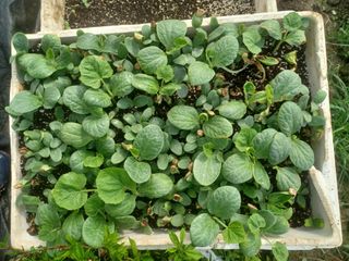 무료지식나눔 팜닥터님의 자유주제 · 자유게시판 작성글 사진