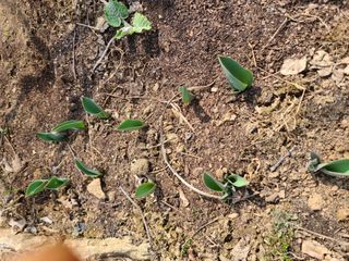 이박농장님의 자유주제 · 자유게시판 작성글 사진