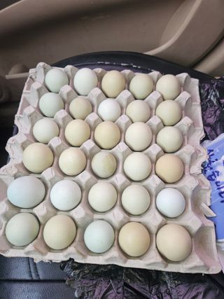 황강섭(낭산선인)님의 2025 풍년들게 하소서! · 참여글 작성글 사진