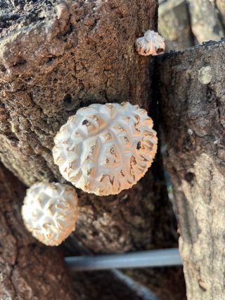 한밭농원님의 자유주제 · 자유게시판 작성글 사진