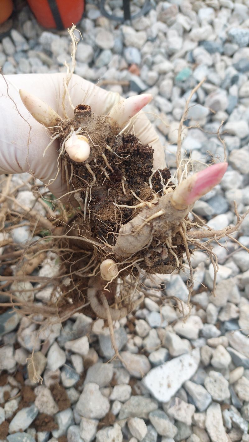 김정원님의 장터 판매 상품 [올해 꽃 피는 핑크 겹작약 사라베르나르 부케 작약 구근 ] 첨부 사진