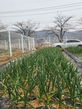 팜모닝 마늘 웃거름 주셨나요?·참여글 게시글 이미지