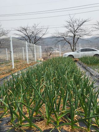 온바위님의 마늘 웃거름 주셨나요? · 참여글 작성글 사진
