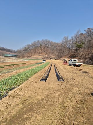 박수웅 님의 2025 풍년들게 하소서! · 참여글 작성글 사진