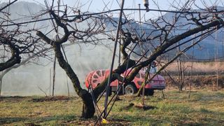 배정호 하늘농장 님의 2025 풍년들게 하소서! · 참여글 작성글 사진