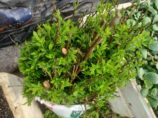 무료지식나눔 팜닥터님의 자유주제 · 자유게시판 작성글 사진